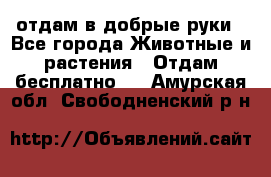 отдам в добрые руки - Все города Животные и растения » Отдам бесплатно   . Амурская обл.,Свободненский р-н